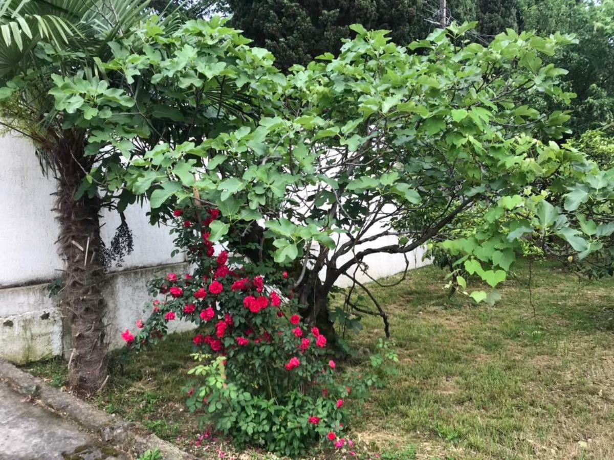 Guest House Dali Gagra Buitenkant foto